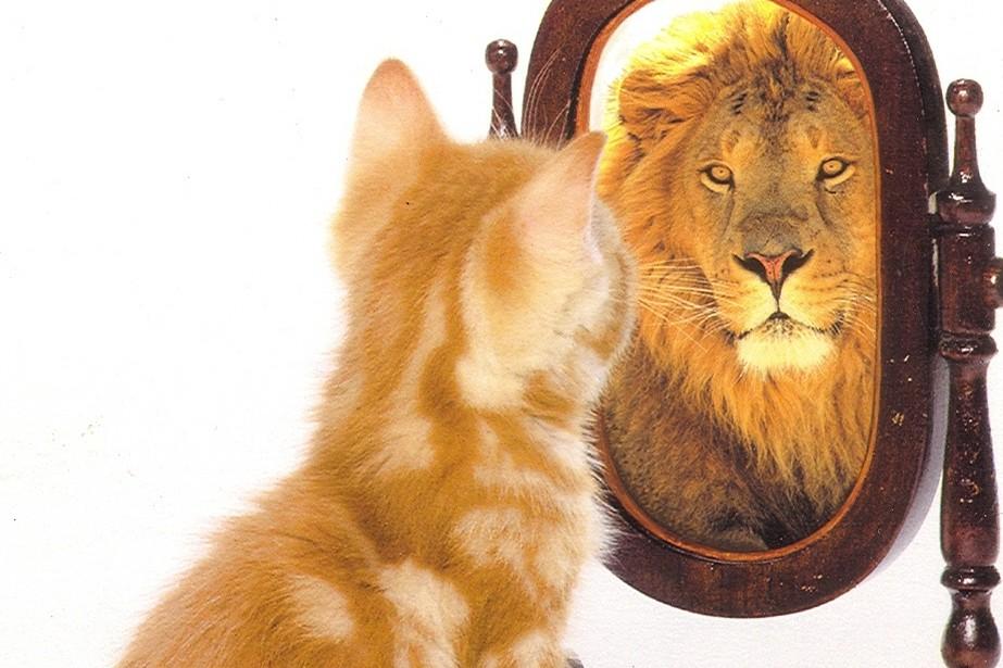 Gatto davanti allo specchio con riflessa immagine di un leone