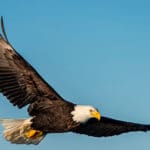 Aquila che vola