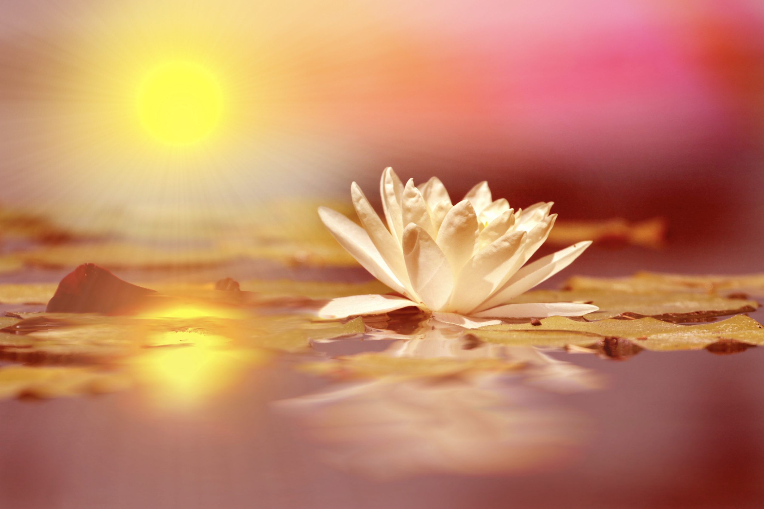 Sole e fiore di loto