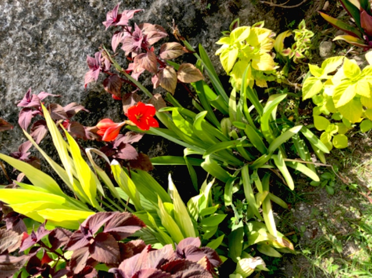 Cespuglio fiori rossi e piante