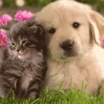 Cucciolo di cane e gatto