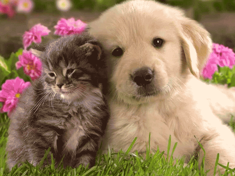 Cucciolo di cane e gatto