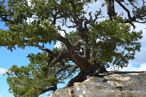 Albero su roccia