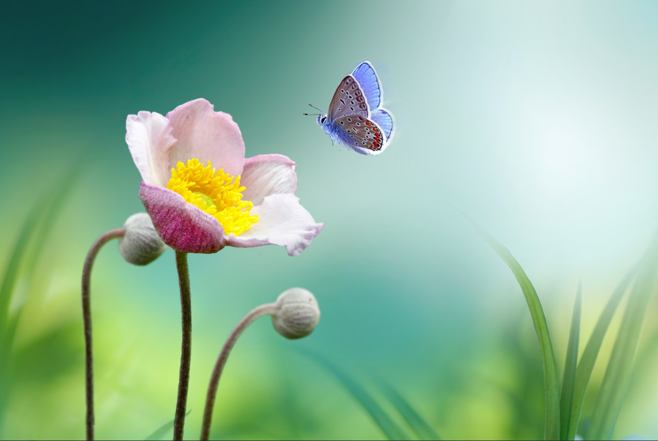 Fiore e farfalla