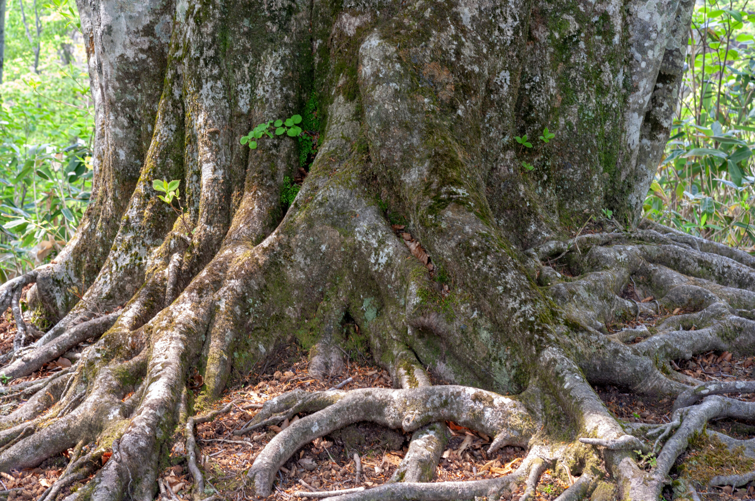 Radici di un grande albero